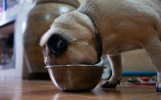 blonde-pug-with-head-buried-in-food-bowl-SW Svetel mops z obrazom, zakopanim v kovinsko skledo za pasjo hrano.