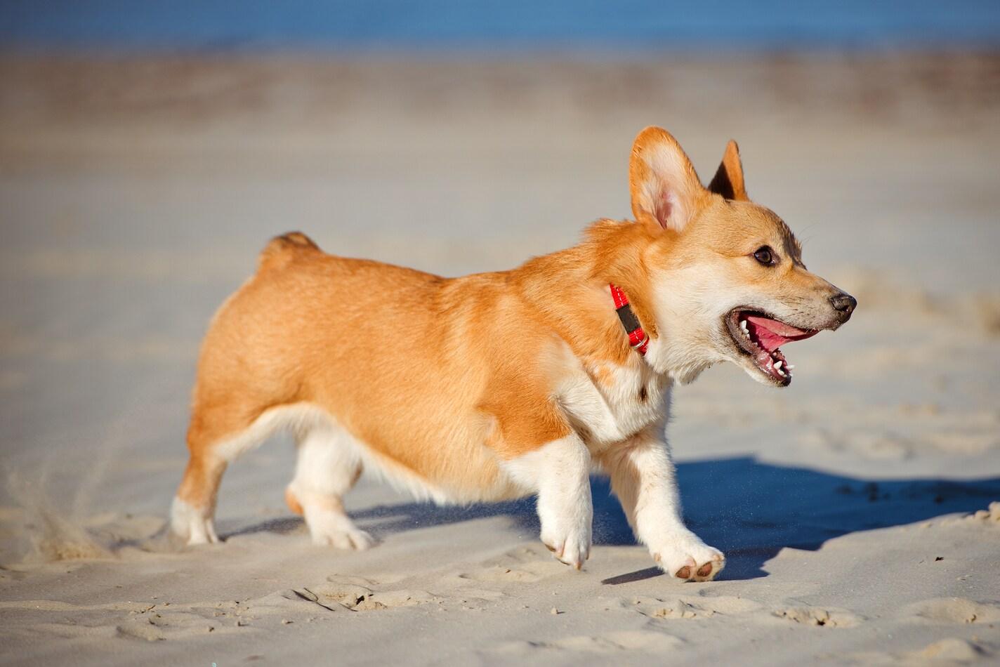 corgi-puppy-running-on-beach Welsh corgi pembroke puppy on the beach