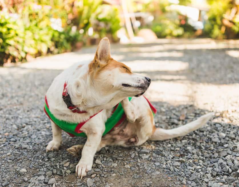 Korgi v zelenem puloverju se praska po ušesu.