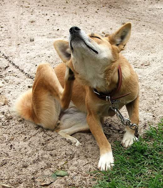 Oranžen pes na povodcu sedi zunaj in se praska.