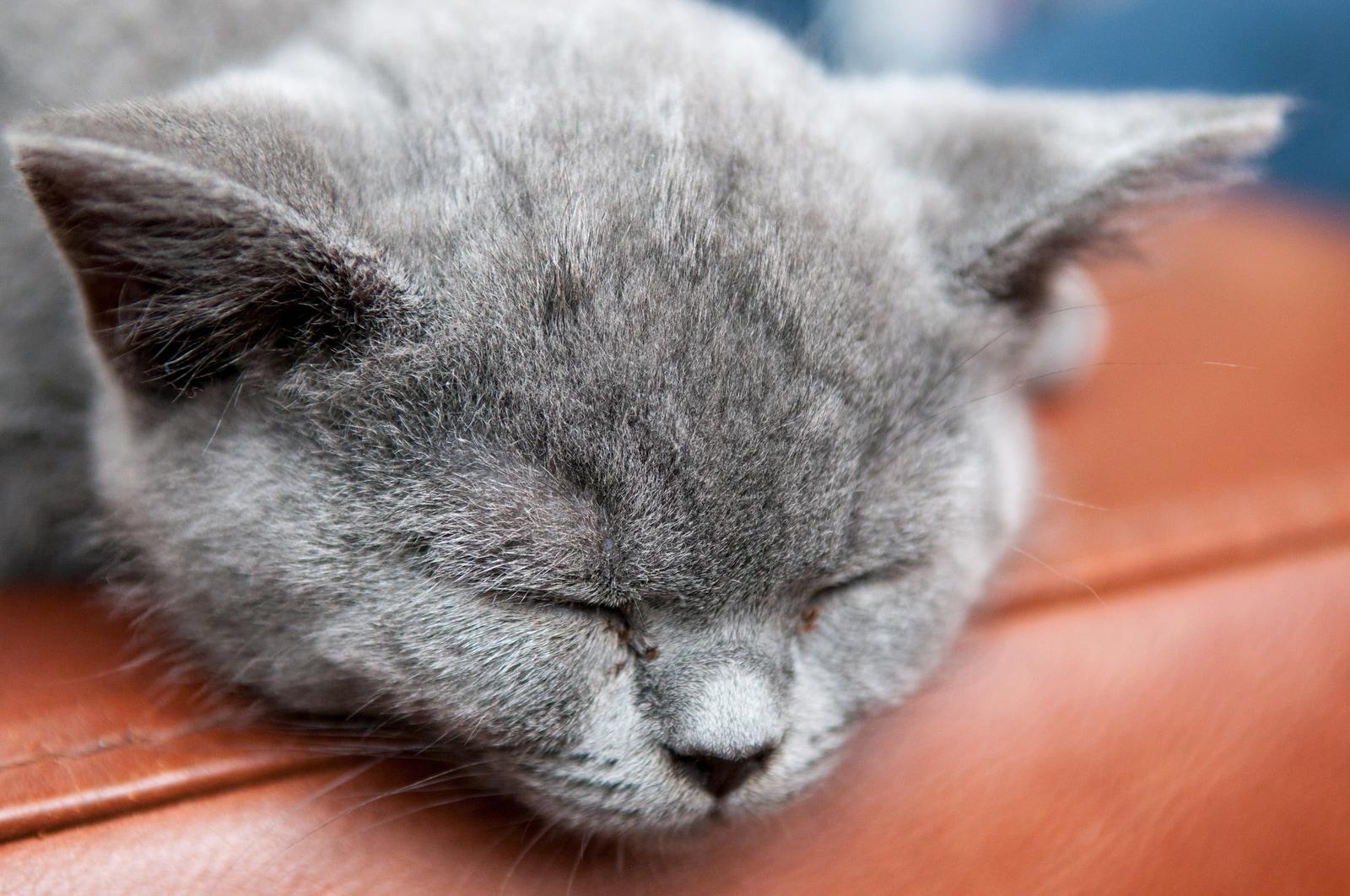gray-cat-sleeping-on-couch-arm Siva mačka spi na robu rjavega usnjenega kavča.