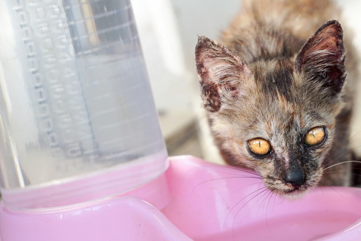 Lisasta mačka pije iz rožnate posode