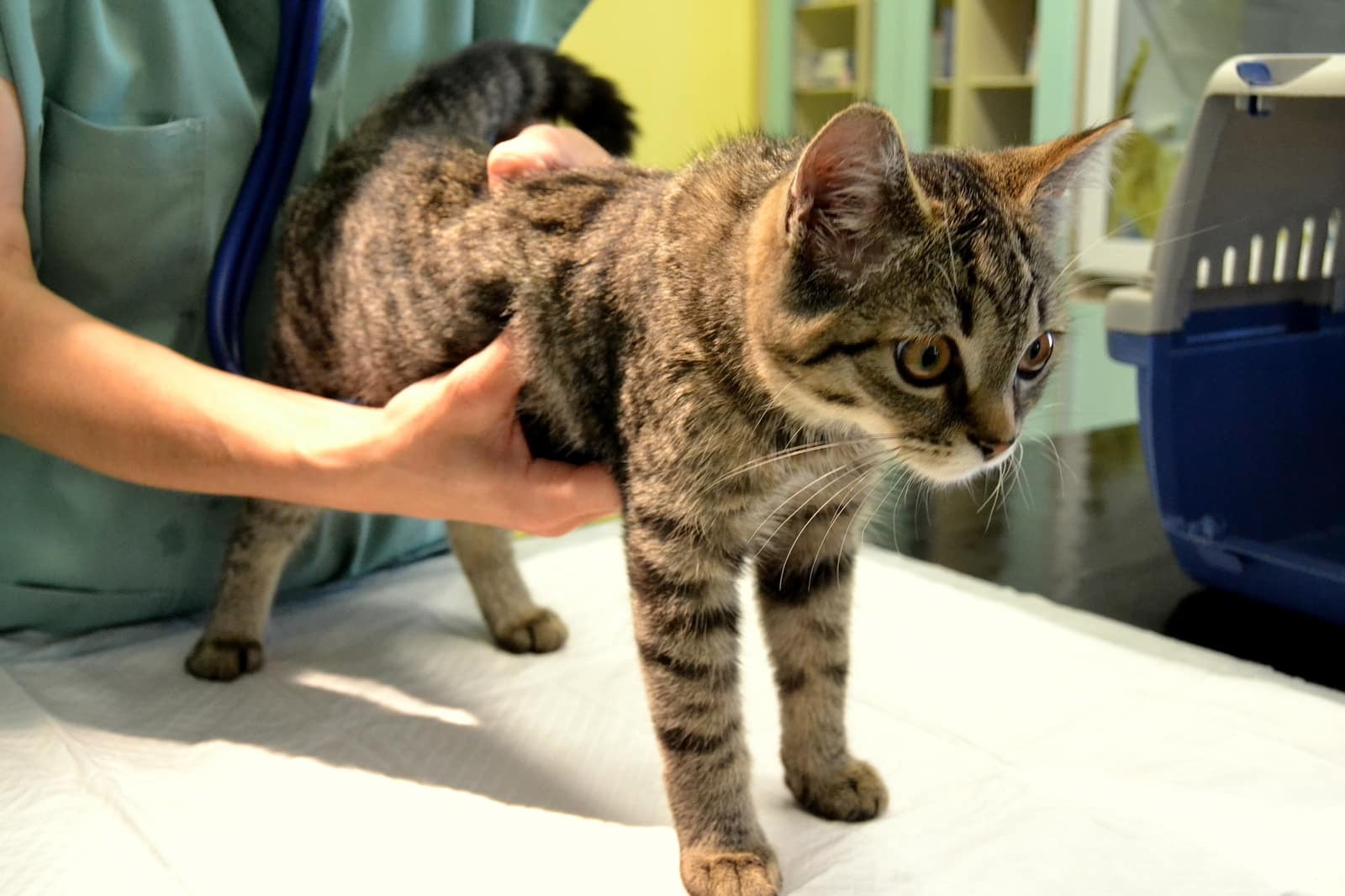 tabby-kitten-inspected-by-vet Tigrast mucek, ki ga pregleduje veterinar na mizi.