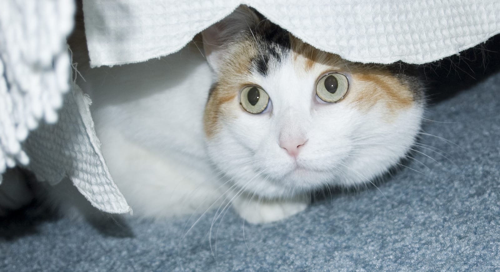 white-calico-hiding-under-bed Bela mačka kaliko se skriva pod posteljo.
