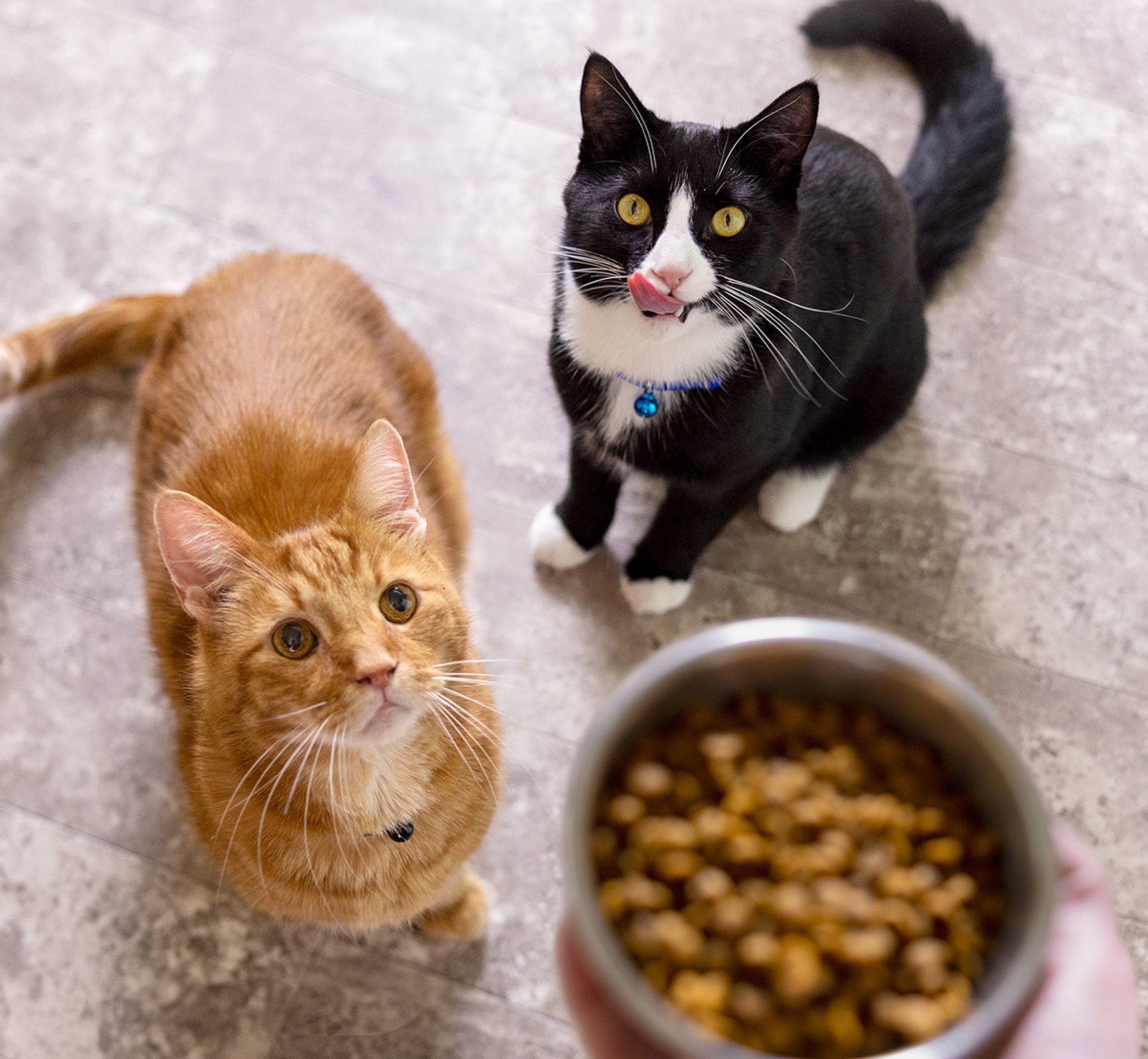 An orange cat and a black and white cat look up at a bowl of food