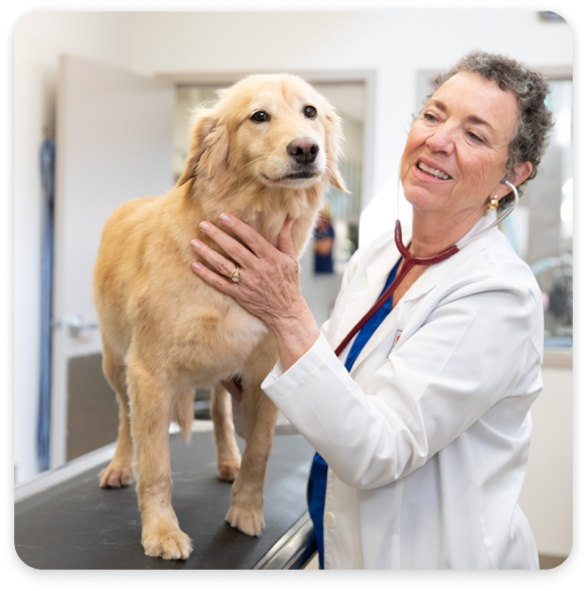 Golden Retriever on a veterinary table beside veterinarian
