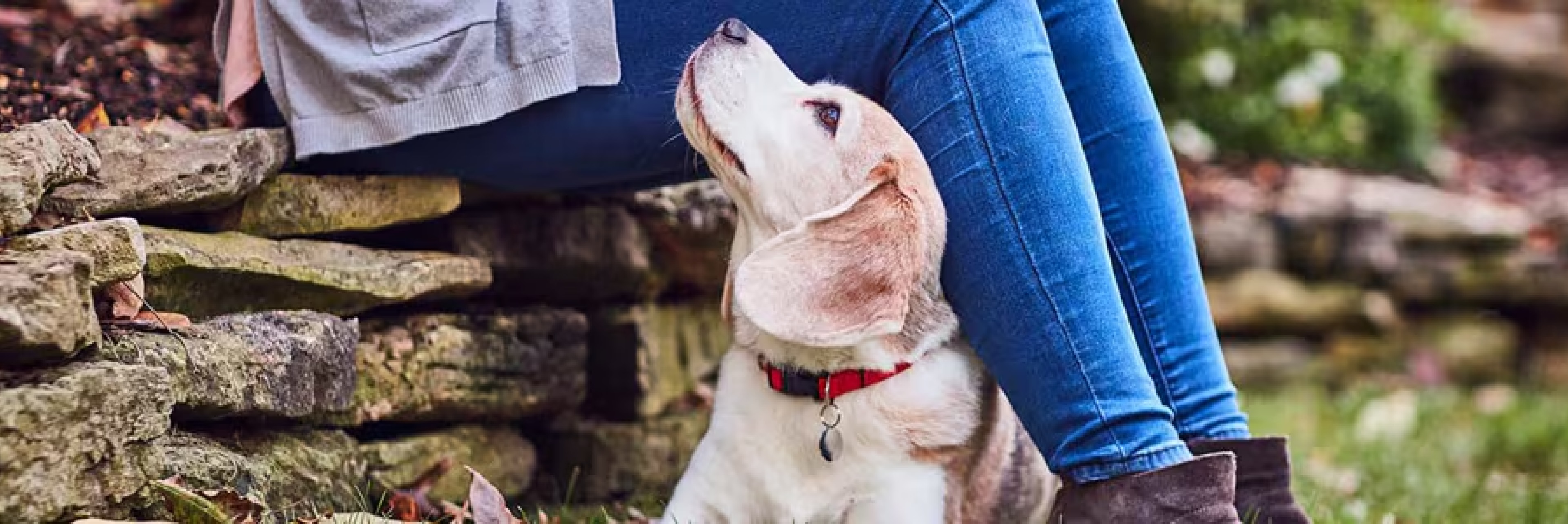 pes ljubeče gleda lastnika