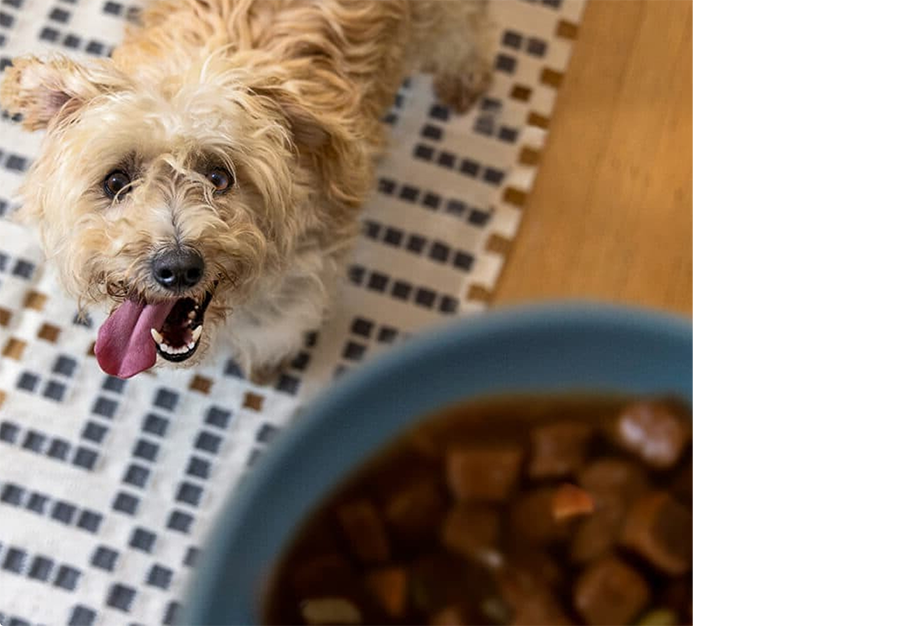 Dog looking up at a bowl of dog food