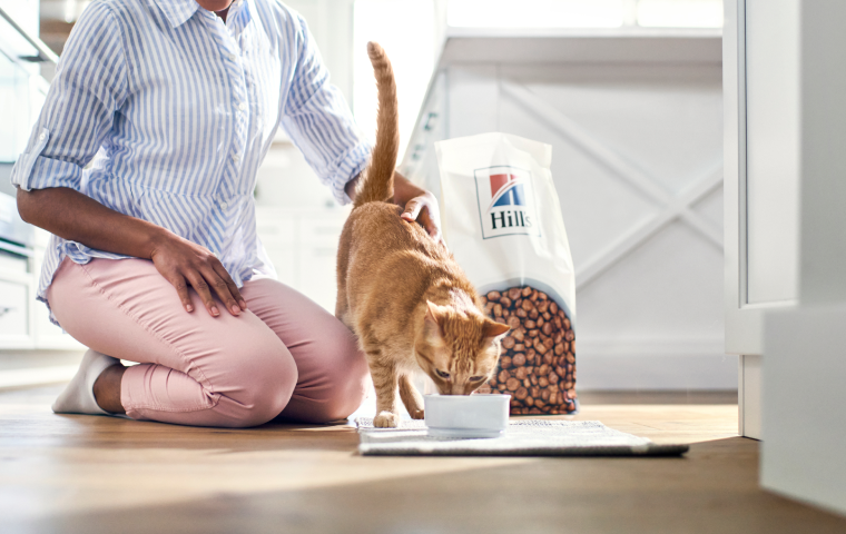 Cat eating hill's food.