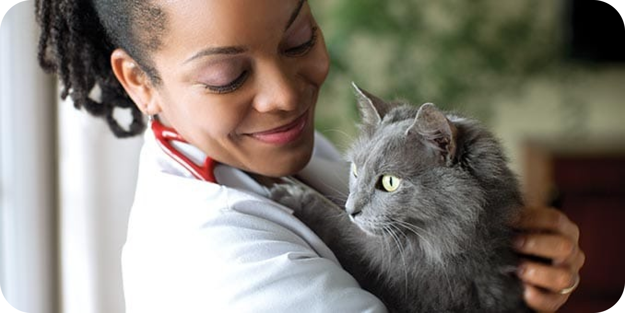 A veterinarian holds a gray cat