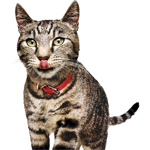 image of cat licking lips