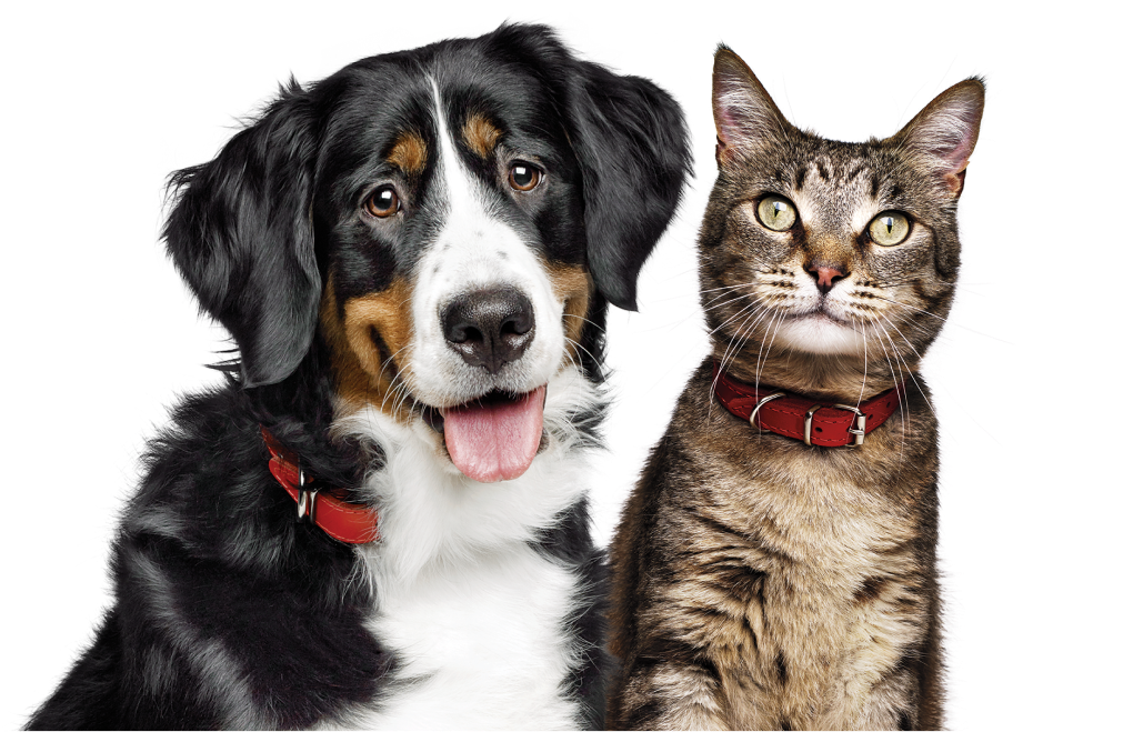 Pes in mačka
