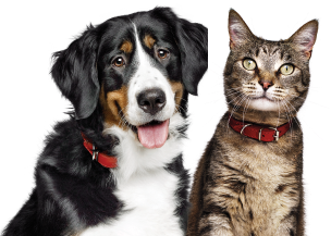 Pes in mačka