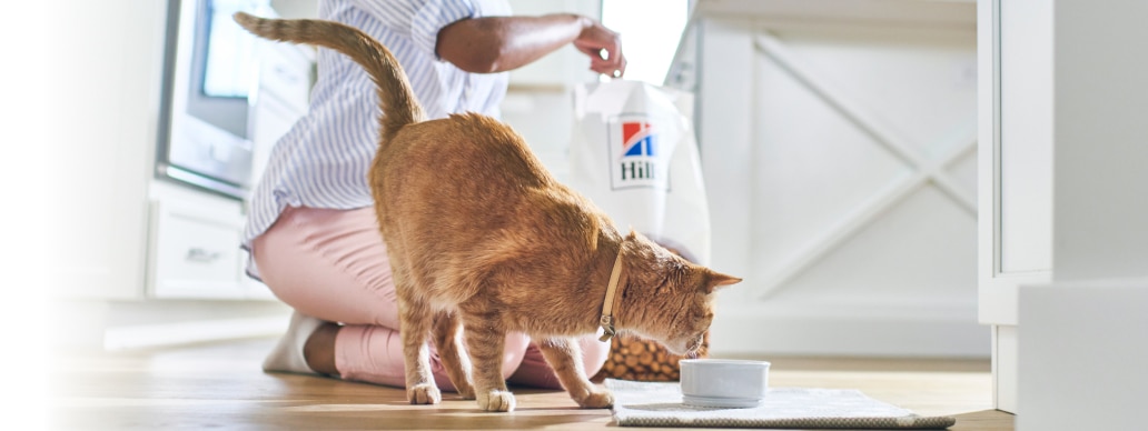 Mačka je Hill'sovo hrano za hišne ljubljenčke