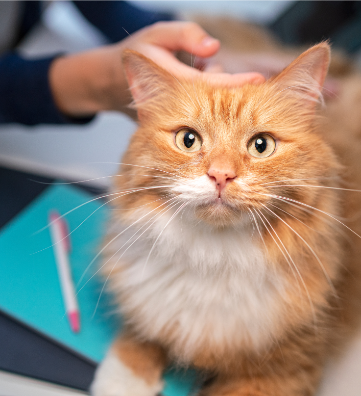 A brown cat looks up